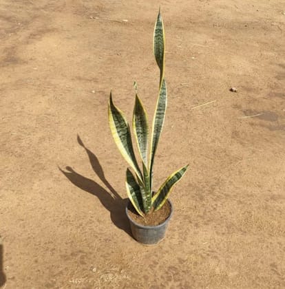 Snake Yellow plant (~ 1 Ft) in 8 inch nursery pot