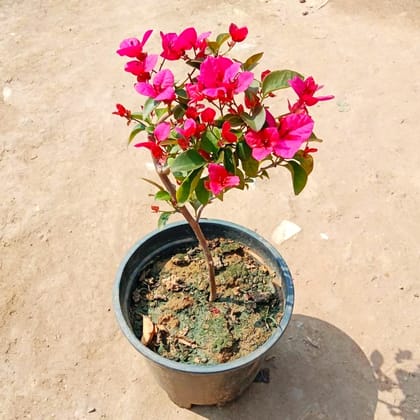 Bougainvillea Pink in 8 Inch Nursery Pot