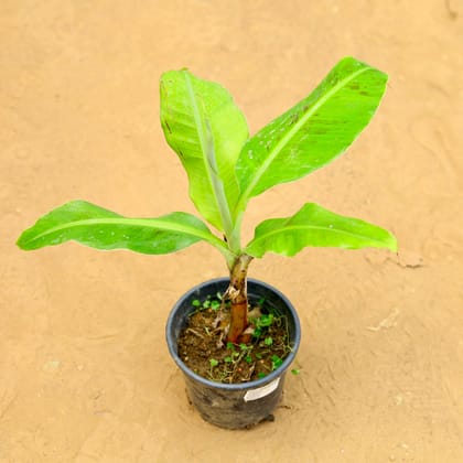 Banana in 6 inch Nursery Pot