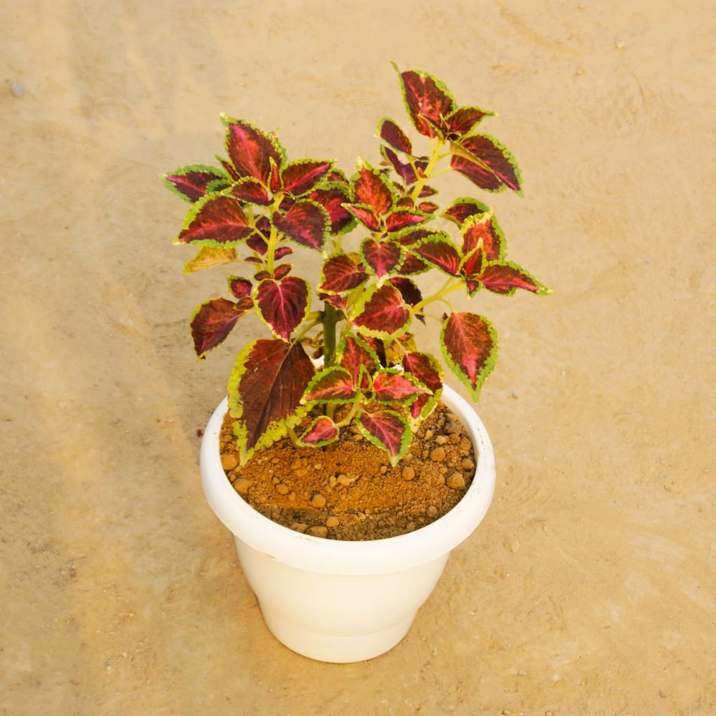 Coleus (any colour & design) in 8 Inch Classy White Plastic Pot