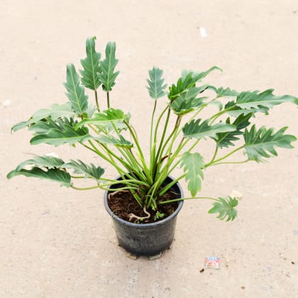 Xanadu Green in 8 inch Nursery Pot