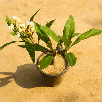 Champa White in 8 Inch Nursery Pot