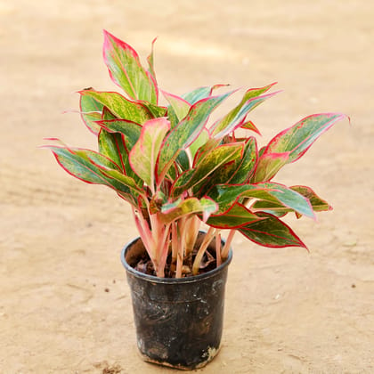 Aglaonema Lipstick in 5 Inch Nursery Pot