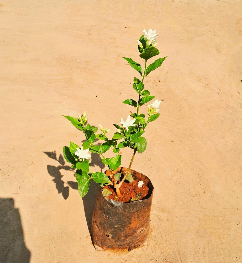 Mogra Plant in 7 Inch Nursery Bag