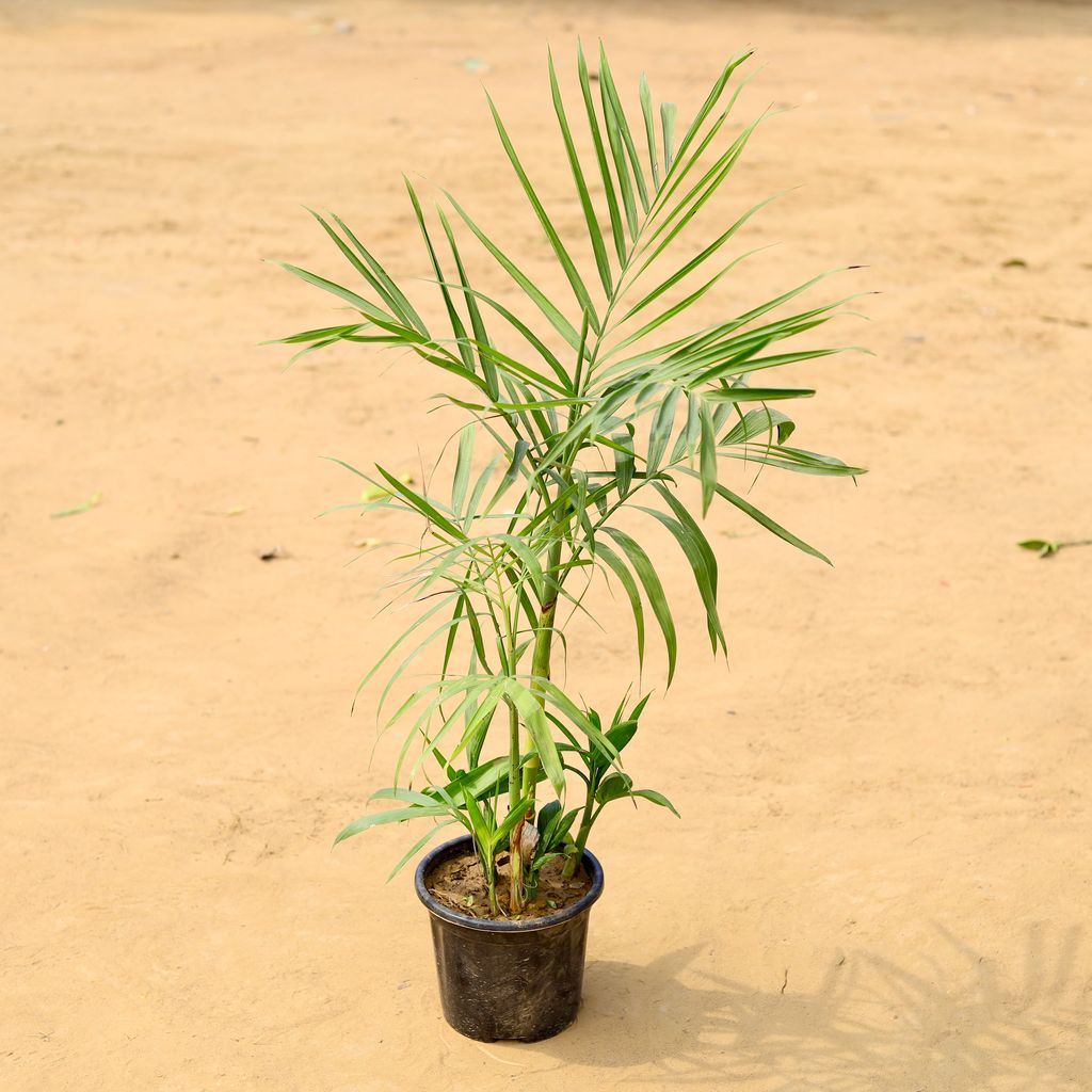 Bamboo / Cane Palm (~ 2.5-3 Ft) in 8 Inch Nursery Pot