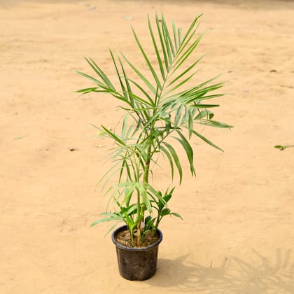 Buy Bamboo / Cane Palm (~ 2.5-3 Ft) In 8 Inch Nursery Pot Online | Urvann.com