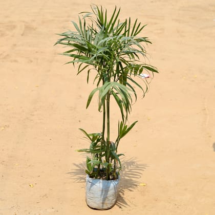 Buy Bamboo / Cane Palm (~ 4 Ft) In 10 Inch Nursery Bag Online | Urvann.com