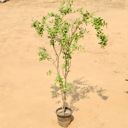 Buy Anar / Pomegranate (Hybrid) (~ 4 Ft) In 8 Inch Nursery Pot Online | Urvann.com