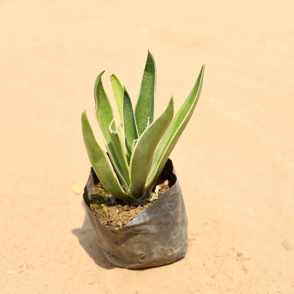 Kamal Cactus / Agave in 4 Inch Nursery Bag