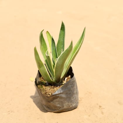 Buy Kamal Cactus / Agave In 4 Inch Nursery Bag Online | Urvann.com