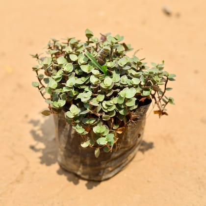 Buy Turtle Vine In 4 Inch Nursery Bag  Online | Urvann.com