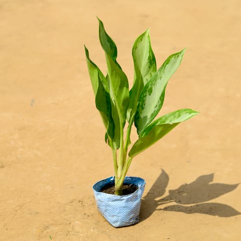 Free Next Day Delivery | Aglaonema Emerald Bay In 4 Inch Nursery Bag