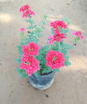 Verbena red in 8 Inch Nursery pot