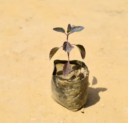 Shyama tulsi in 4 inch nursery bag