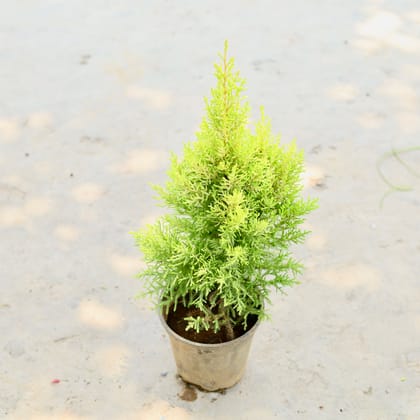 Buy Golden Cypress in 6 Inch Nursery Pot Online | Urvann.com