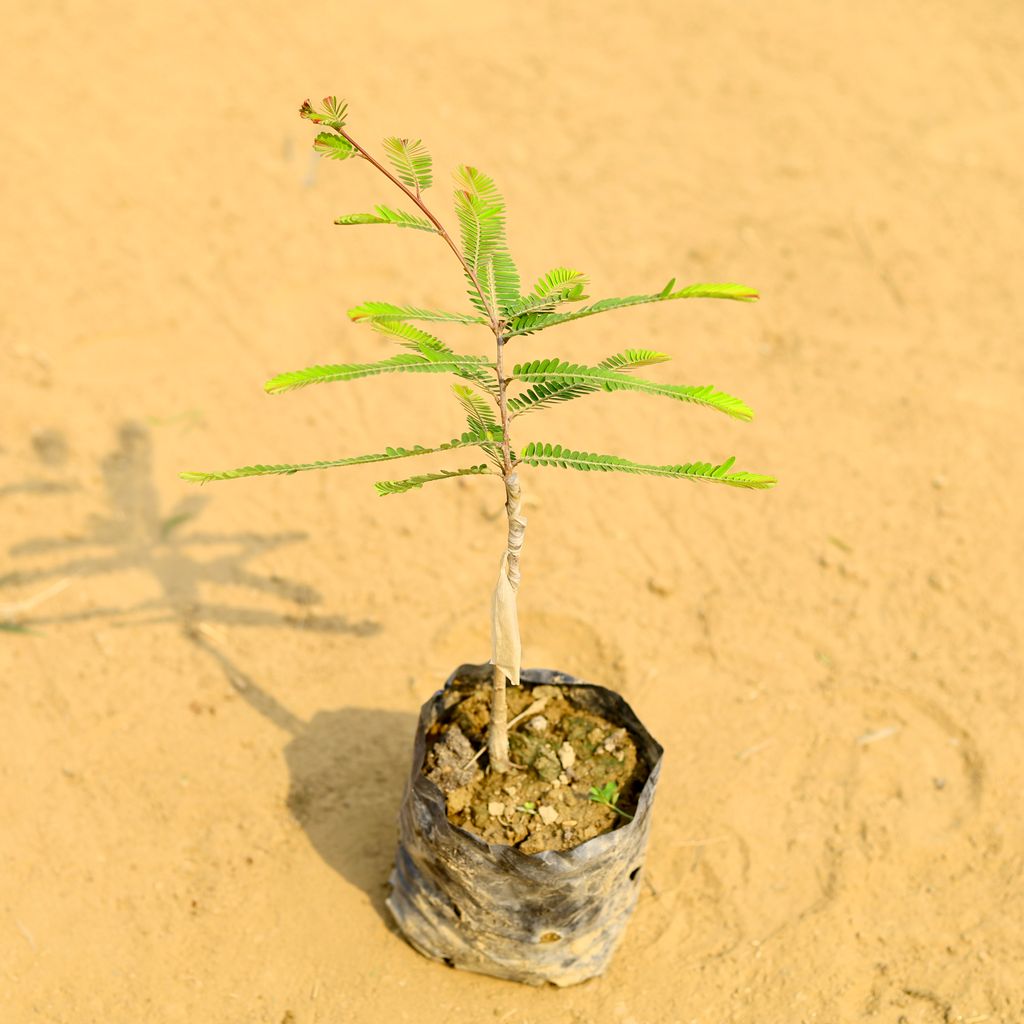 Amla / Indian Gooseberry Grafted (~ 1.5 Ft) in 3 Inch Nursery Bag