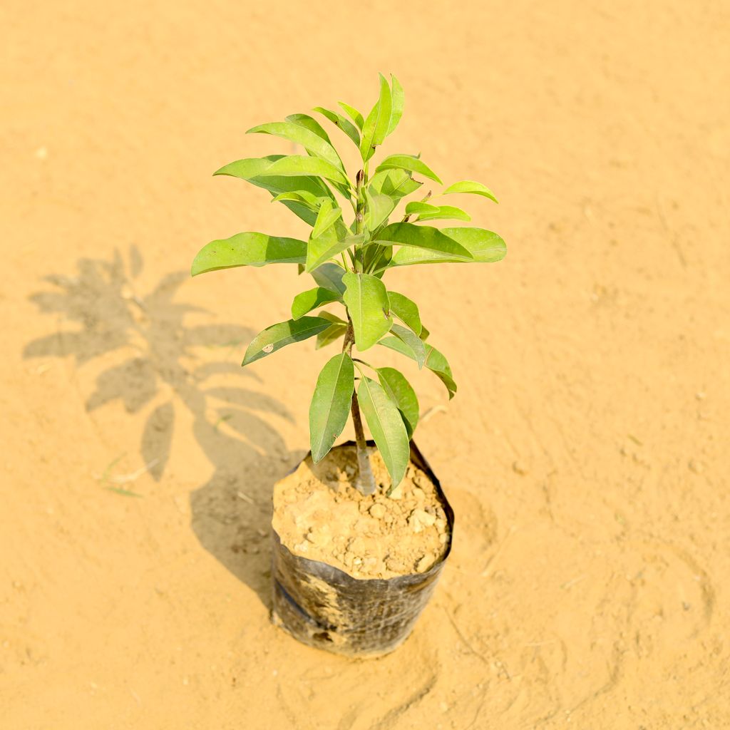 Chikoo / Sapodilla in 5 Inch Nursery Bag