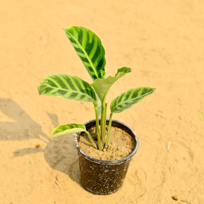 Buy Calathea Maranta / Zebrina in 6 Inch Nursery Pot Online | Urvann.com