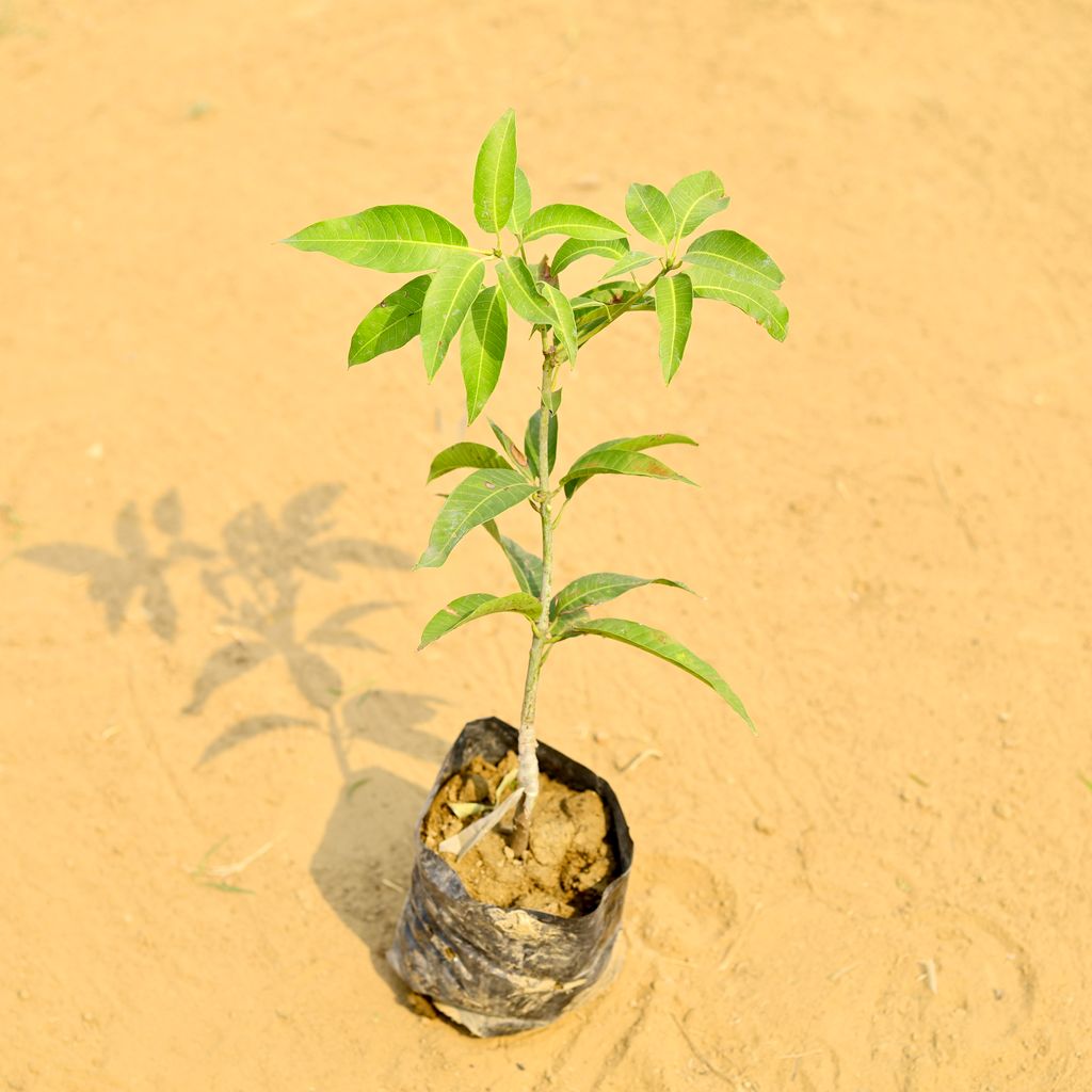 Thai Mango in 5 Inch Nursery Bag