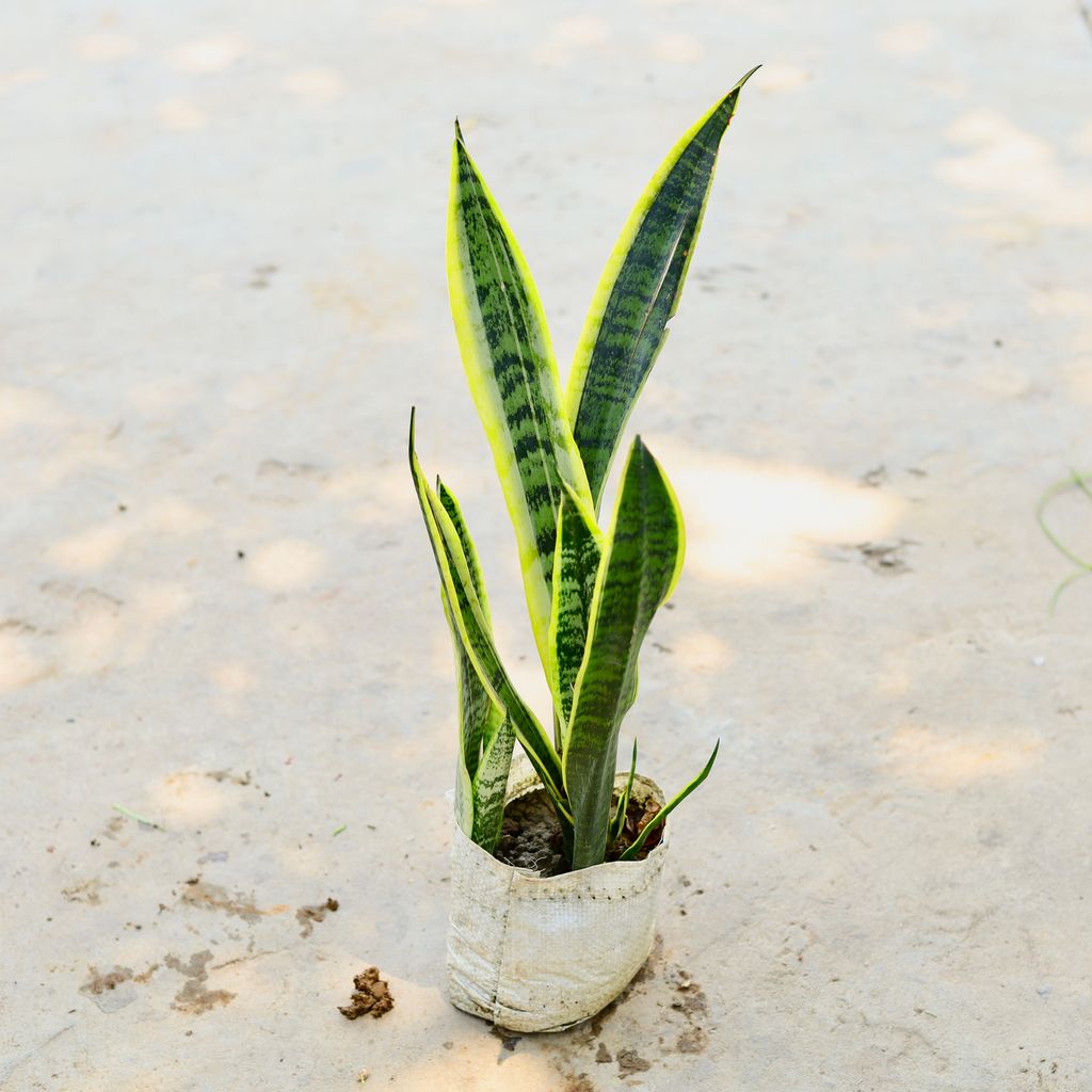 Snake Plant (Long) (~ 1 Ft) in 7 Inch Nursery Bag