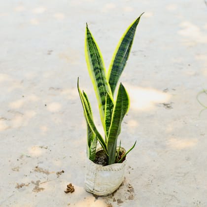 Buy Snake Plant (Long) in 7 Inch Nursery Bag Online | Urvann.com