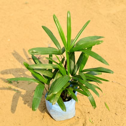 Buy Raphis Palm (~ 1.5 Ft) in 7 Inch Nursery Bag Online | Urvann.com