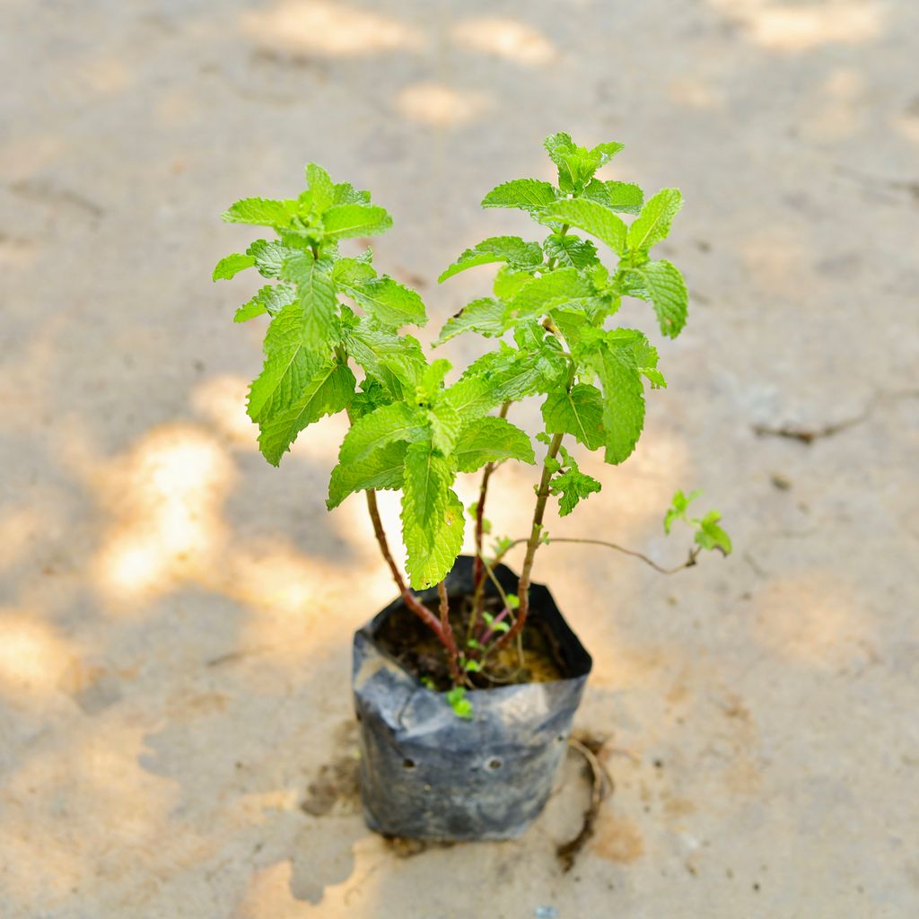 Mint / Pudina in 4 Inch Nursery Bag