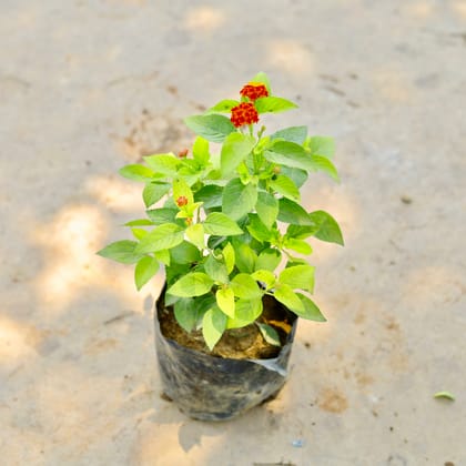 Buy Lantana in 6 Inch Nursery Bag Online | Urvann.com