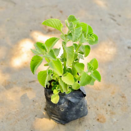 Buy Ajwain in 4 Inch Nursery Bag Online | Urvann.com