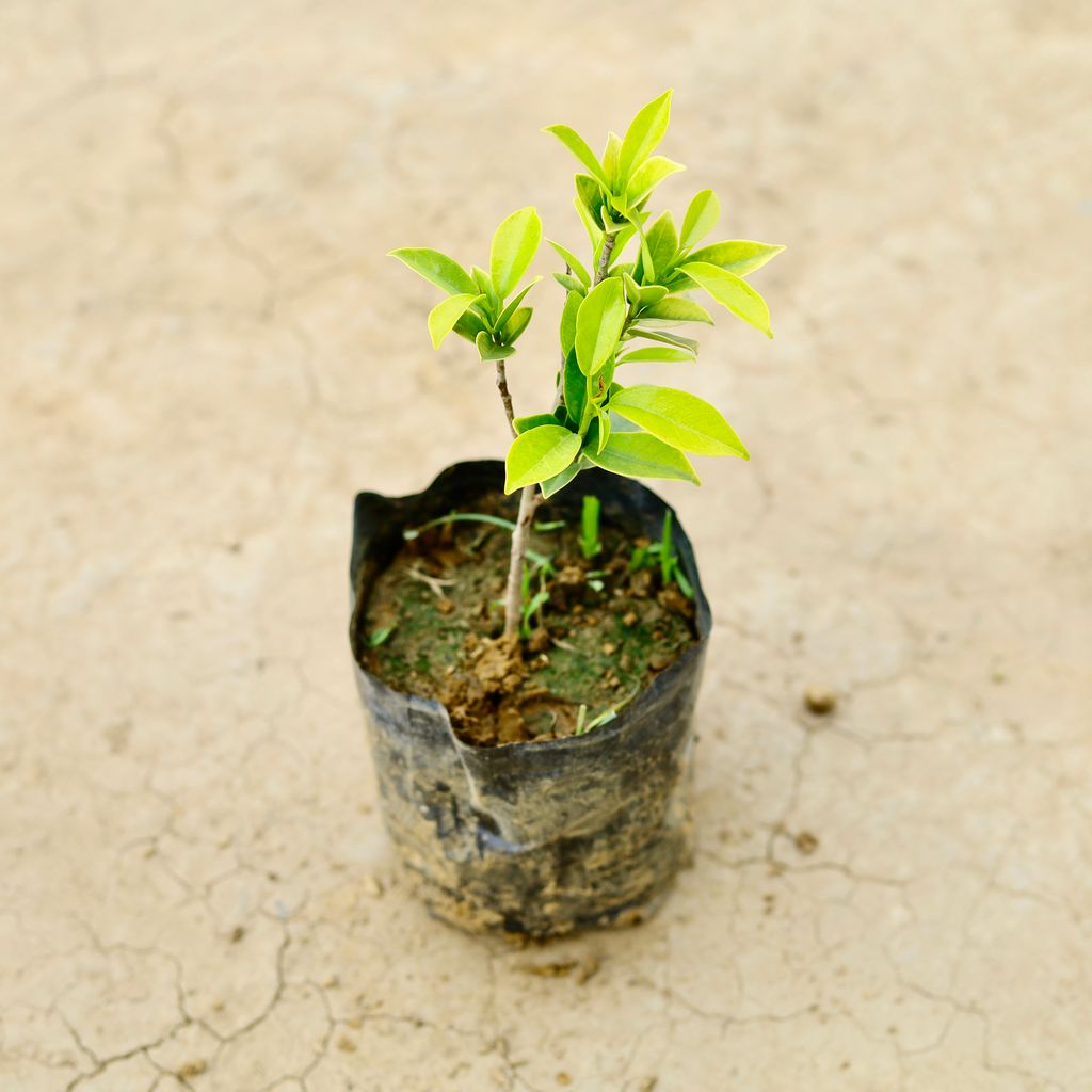 Ficus Panda in 5 Inch Nursery Bag