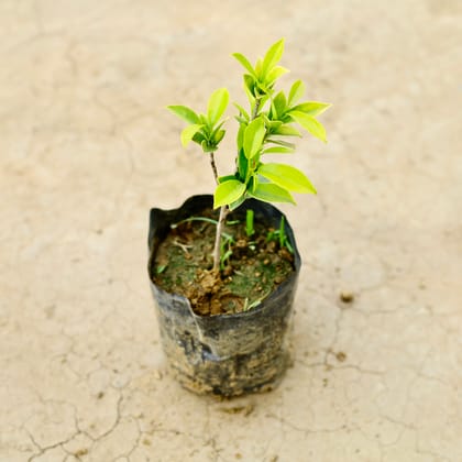 Buy Ficus Panda in 5 Inch Nursery Bag Online | Urvann.com