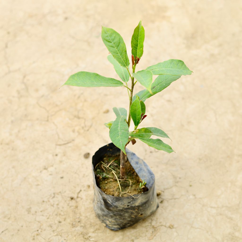 Jatropha / Sunder Rupa (any colour) in 5 inch Nursery Bag