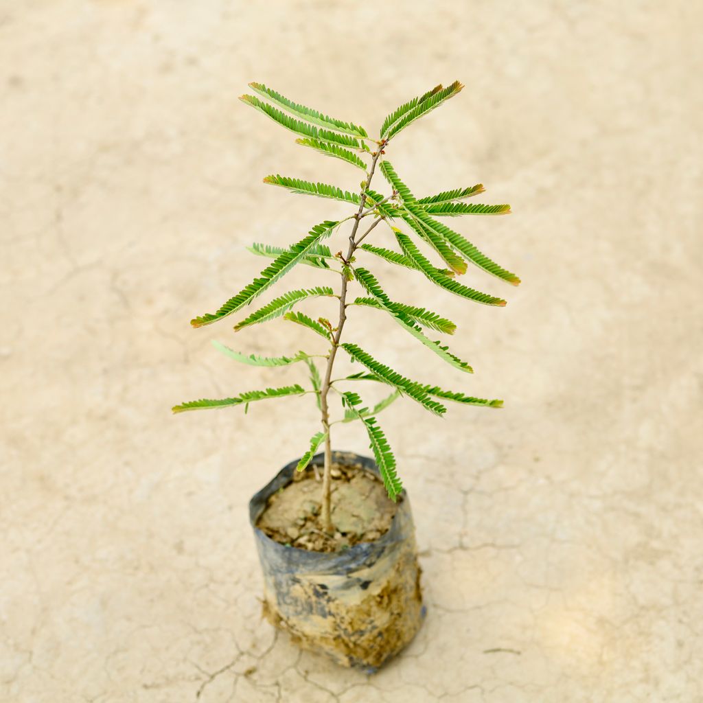 Amla / Indian Gooseberry in 4 Inch Nursery Bag