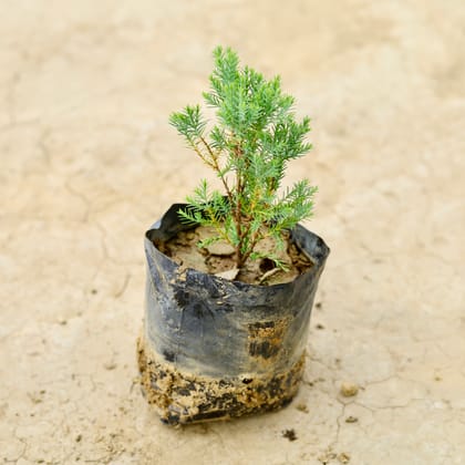 Buy Green Cypress in 5 Inch Nursery Bag Online | Urvann.com