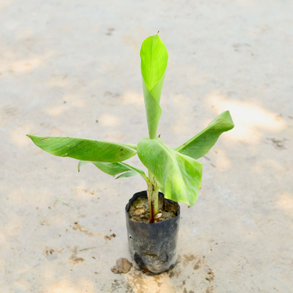 Banana in 7 Inch Nursery Bag