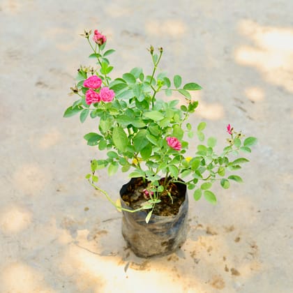 Buy Rose Miniature Pink in 5 Inch Nursery Bag Online | Urvann.com