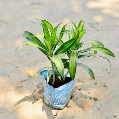 Buy Dracaena Messenger / Song of India Green in 4 Inch Nursery Bag Online | Urvann.com