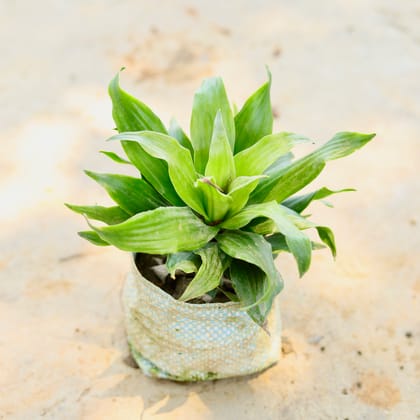 Buy Dracaena Compacta in 4 Inch Nursery Bag Online | Urvann.com