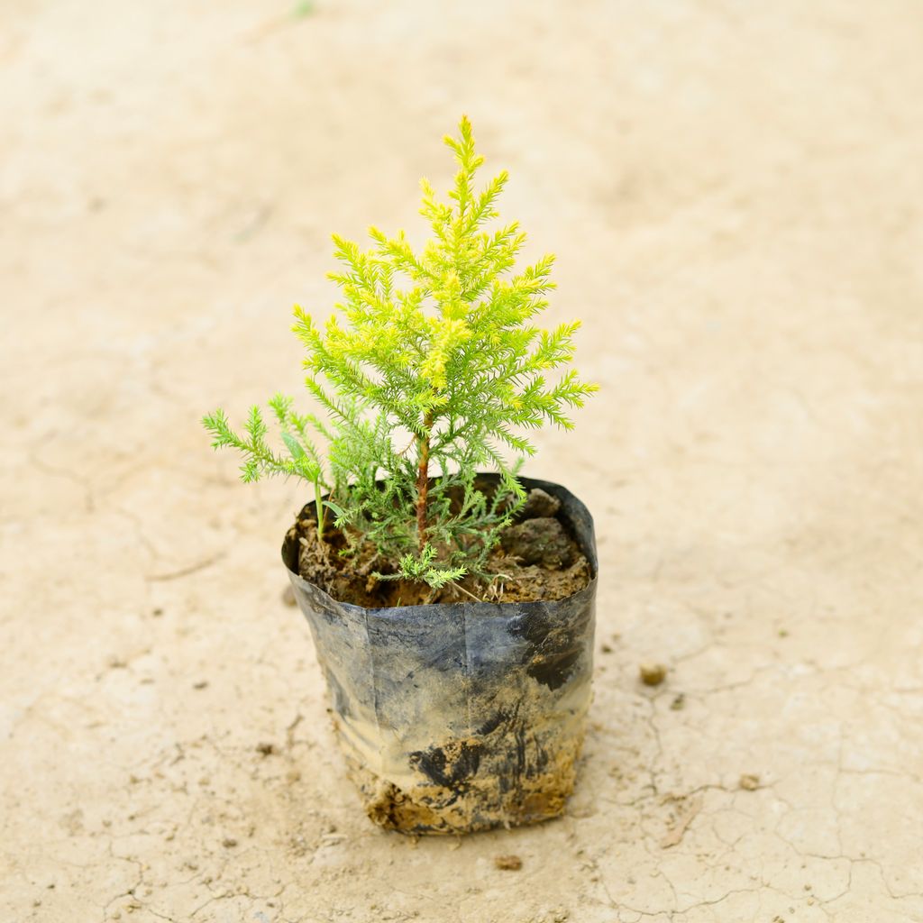 Golden Cypress in 5 Inch Nursery Bag