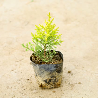 Buy Golden Cypress in 5 Inch Nursery Bag Online | Urvann.com