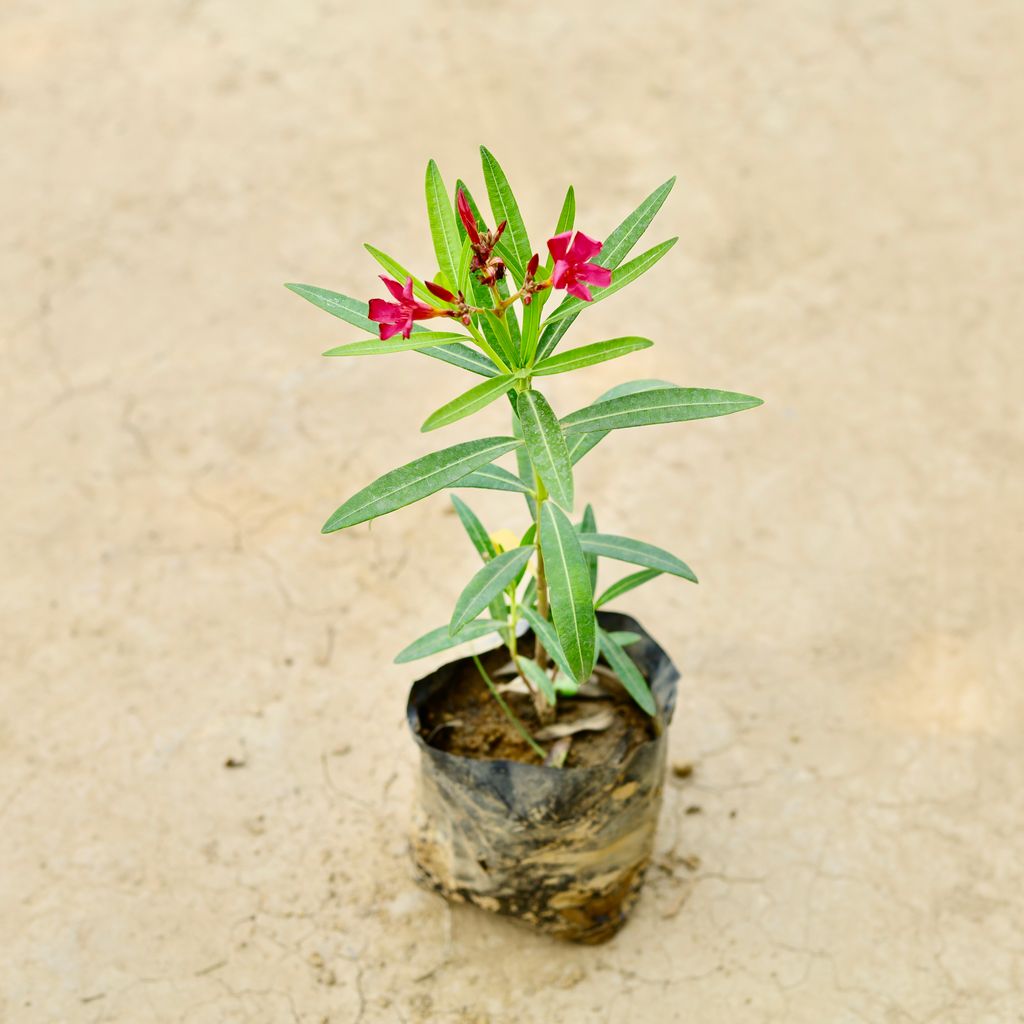 Kaner / Oleander (Dwarf) in 5 Inch Nursery Bag