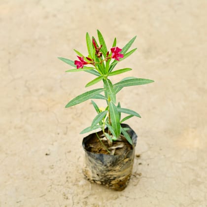 Buy Kaner / Oleander (Dwarf) in 5 Inch Nursery Bag Online | Urvann.com