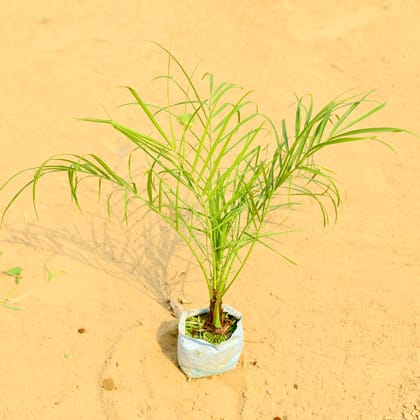 Buy Phoenix Palm (~ 1.5 Ft) in 4 Inch Nursery Bag Online | Urvann.com