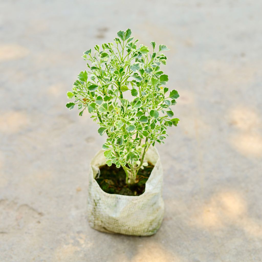 Aralia Vareigated in 4 Inch Nursery Bag