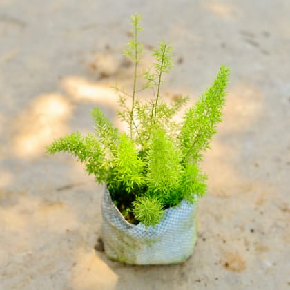 Buy Asparagus Mary   in 4 Inch Nursery Bag Online | Urvann.com