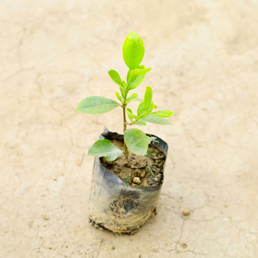 Gandhraaj / Gardenia in 5 Inch Nursery Bag