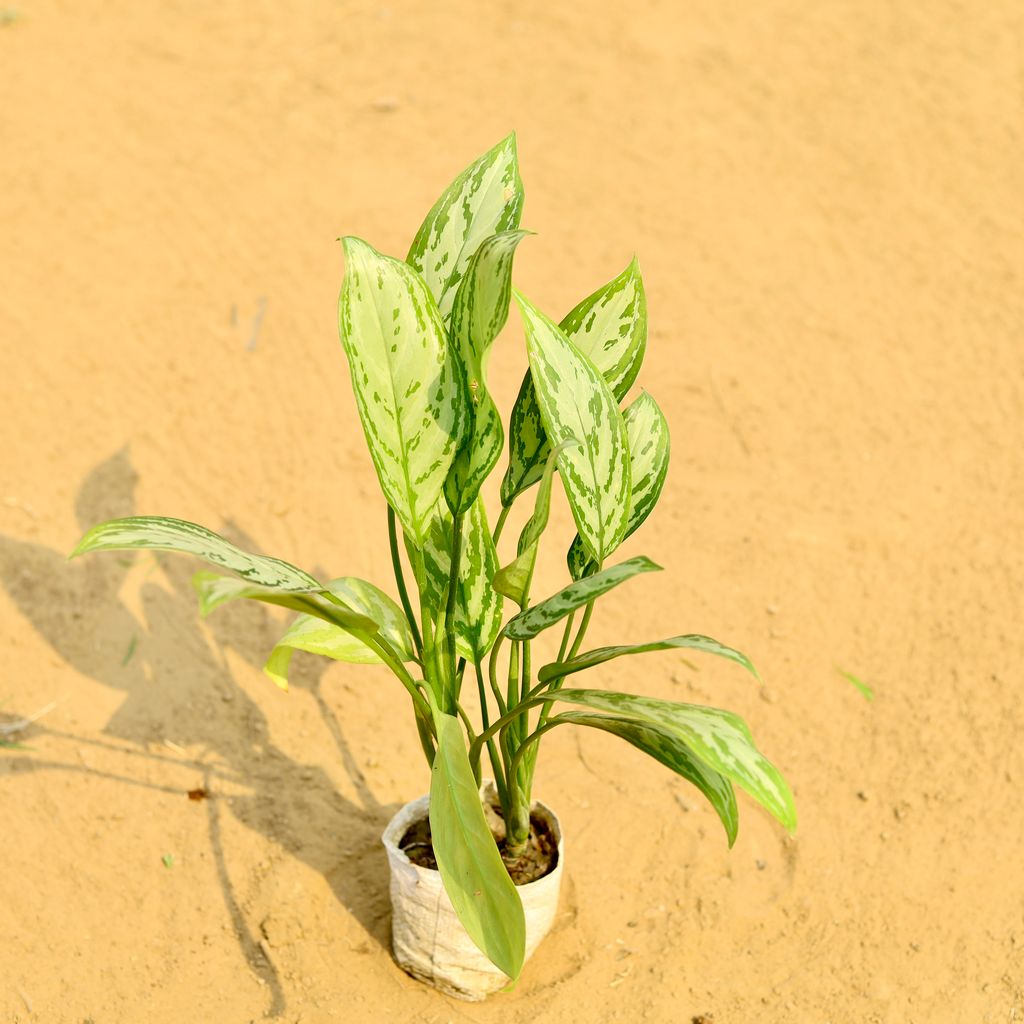 Aglaonema Maria Christina in 5 Inch Nursery Bag