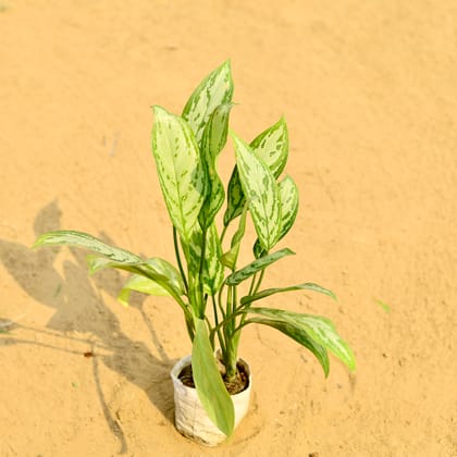 Buy Aglaonema Maria Christina in 5 Inch Nursery Bag Online | Urvann.com