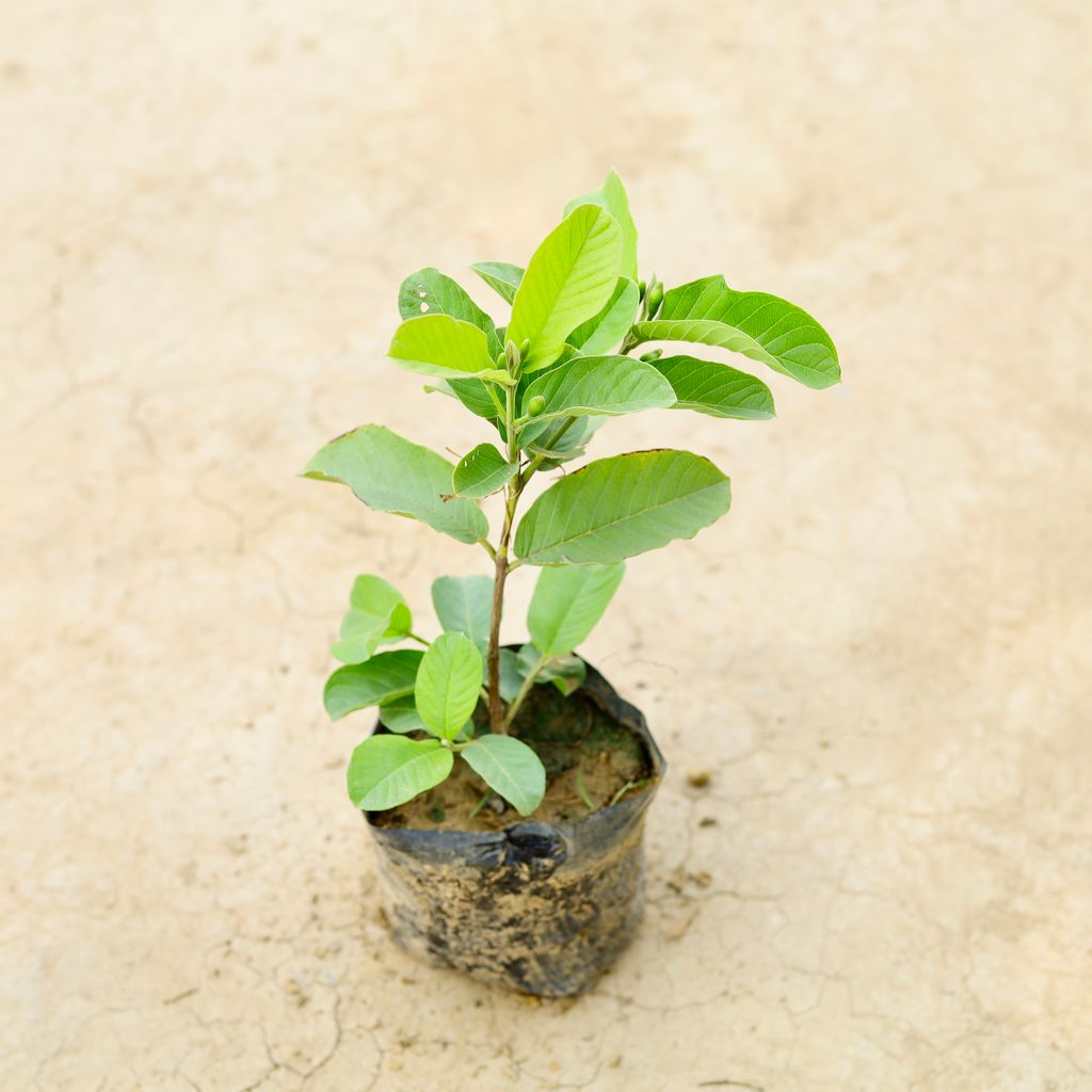 Thai Pink Guava (~ 1 Ft) in 5 Inch Nursery Bag