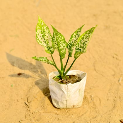 Buy Aglaonema Snow white in 5 Inch Nursery Bag Online | Urvann.com